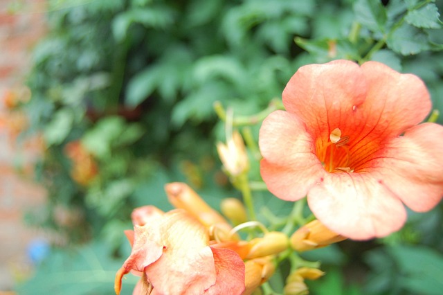 best orthodontist mcallen tx