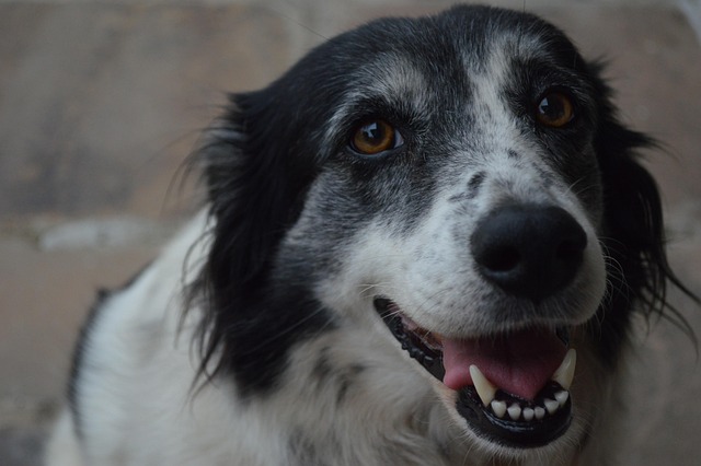 best orthodontist mcallen tx