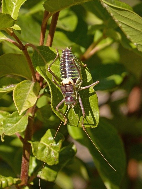 clinicas del dr cazares