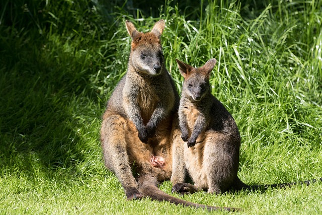 dr joey cazares mcallen