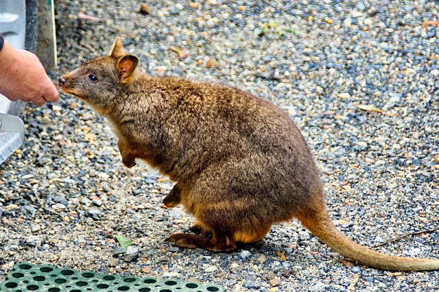 dr joey cazares mcallen