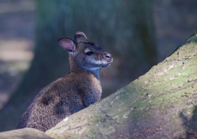 Dr. Joey Cazares McAllen