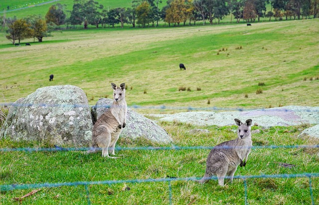 Dr. Joey Cazares McAllen: Same-Day Appointments for Quick Dental Care