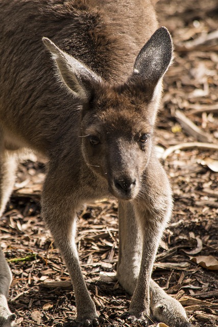 Dr. Joey Cazares: Top Dental Care in McAllen, TX