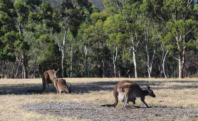 Dr. Joey Cazares McAllen: Revolutionizing Smiles with Expert Care