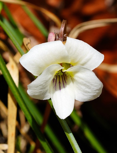 How do I choose the right dentist for my child in McAllen