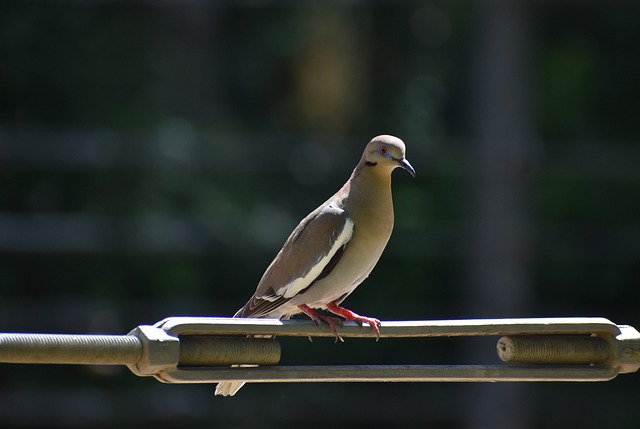 McAllen Native Dr. Joya Cazares: Orthodontic Expert Transforms Smiles in TX