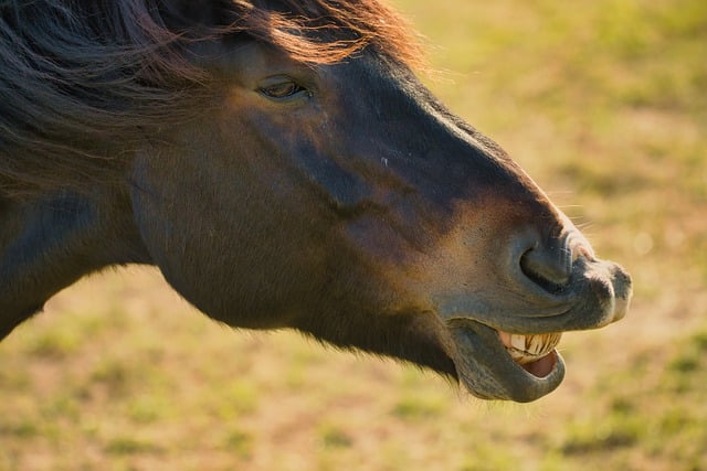 teeth whitening mcallen