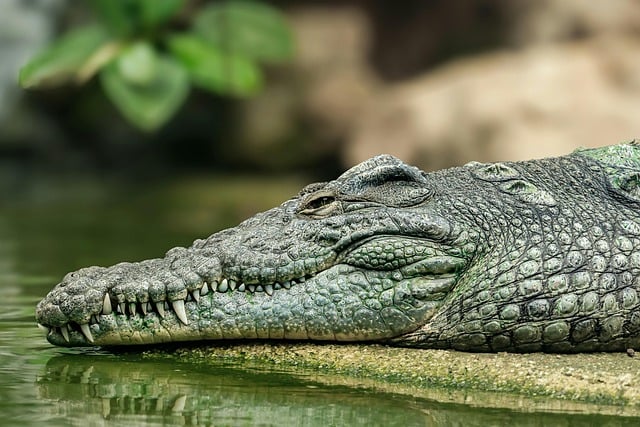 What are the signs I need a tooth extraction in McAllen