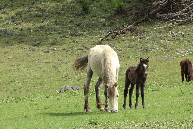 Top Orthodontist McAllen TX: Kids’ Smiles Transformed