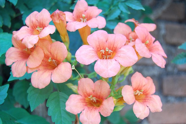 Transform Your Smile Fast with McAllen’s Top Orthodontist