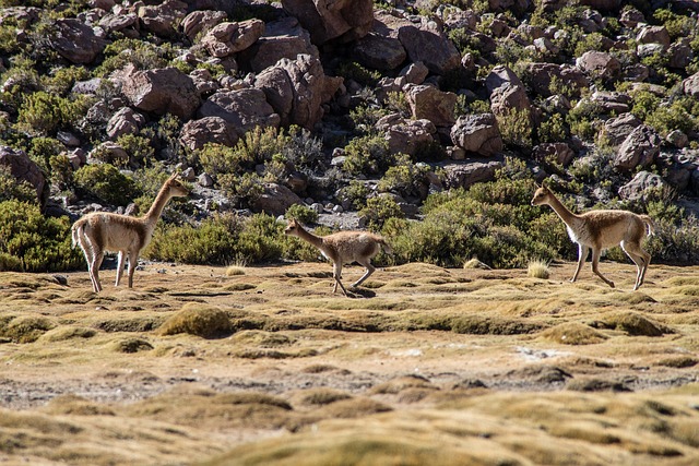 clinicas del dr cazares 2