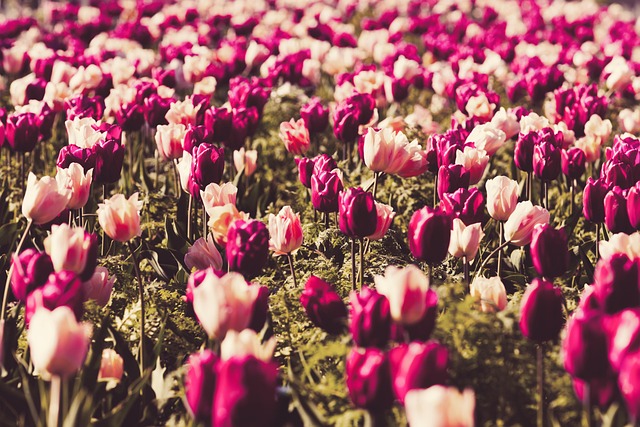 dentist in edinburg tx