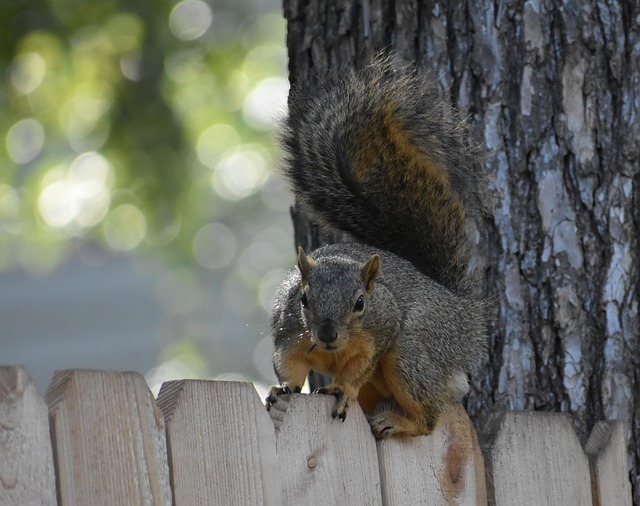 dentist mission texas