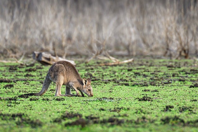 dr joey cazares mcallen