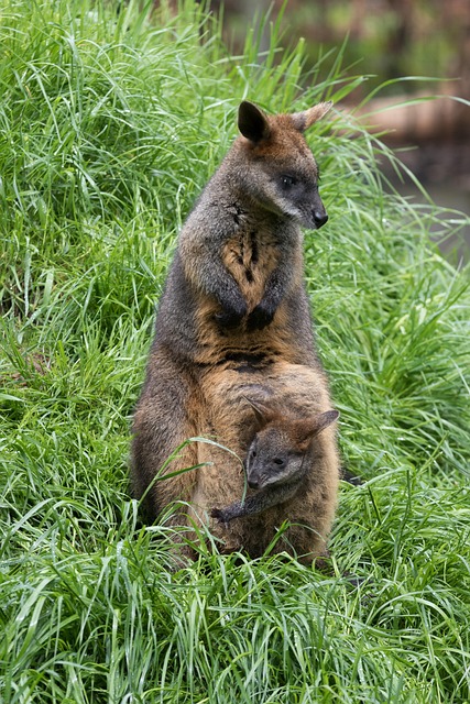 dr joey cazares mcallen