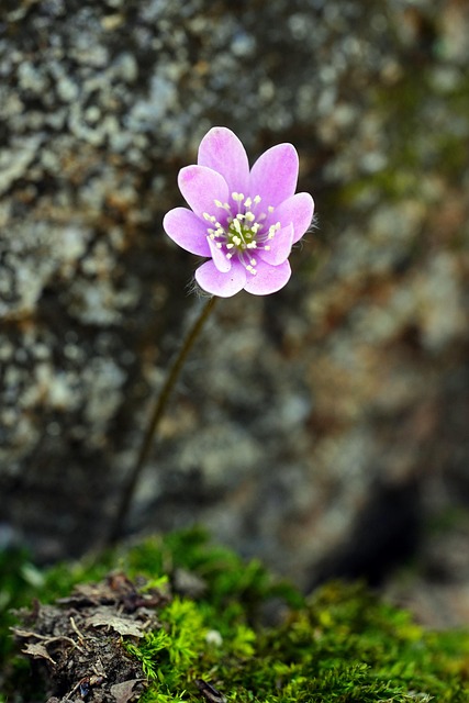 How do I find a family dentist in McAllen, Texas