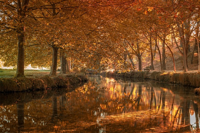 la joya dental penitas tx