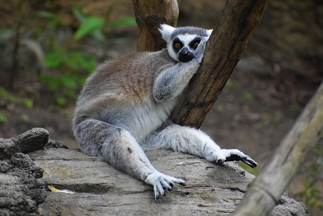 Affordable Braces in McAllen: Cost-Effective Care Options