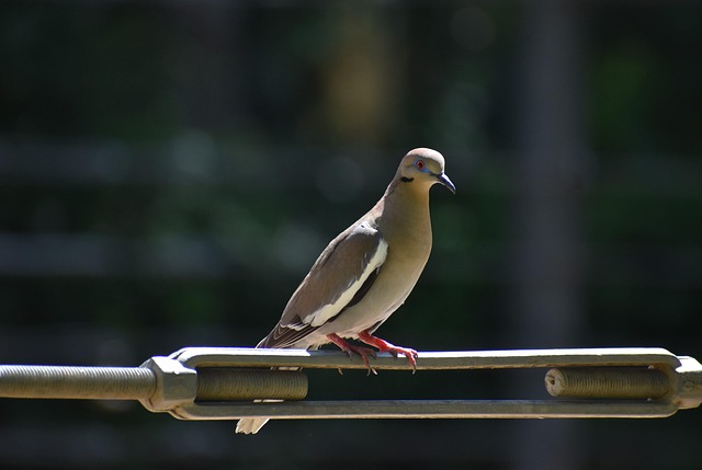 orthodontics mcallen tx