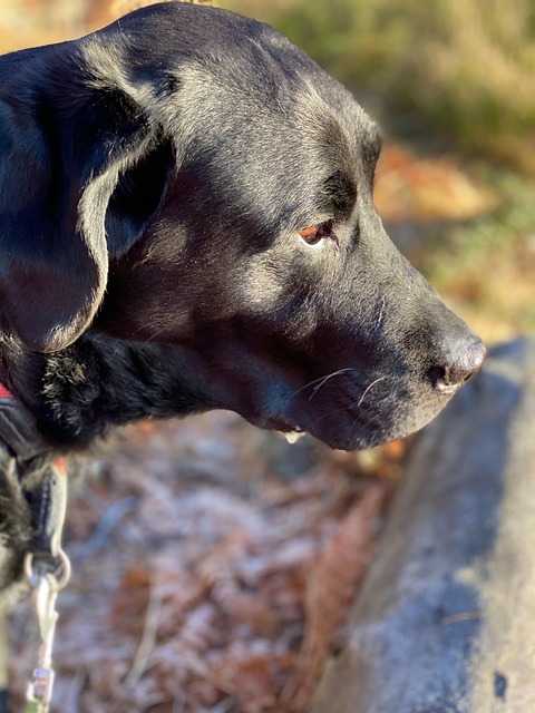 Transform Your Smile: Top Orthodontist in McAllen TX