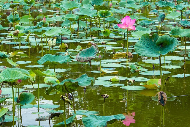 Experience Transformative Dental Implants in McAllen