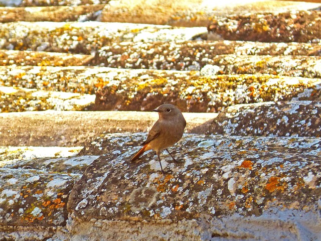 dentist mission texas