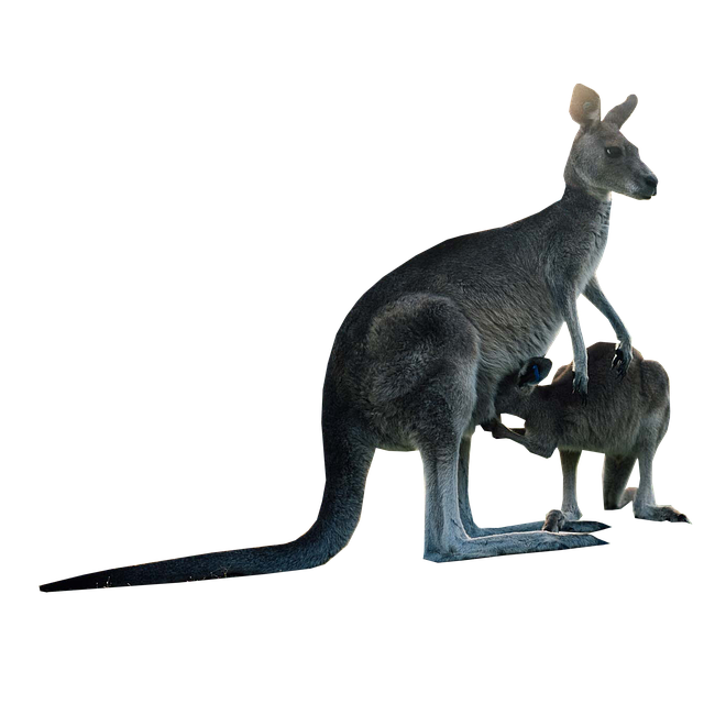 dr joey cazares mcallen