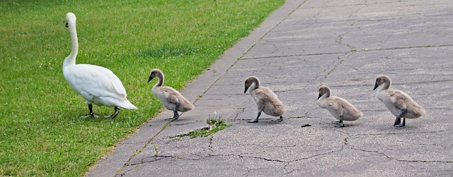 How do I find a family dentist in McAllen, Texas