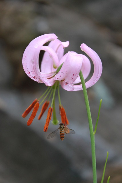 How do I find a family dentist in McAllen, Texas