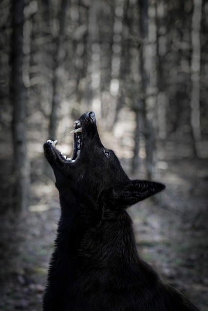 teeth whitening in mcallen tx