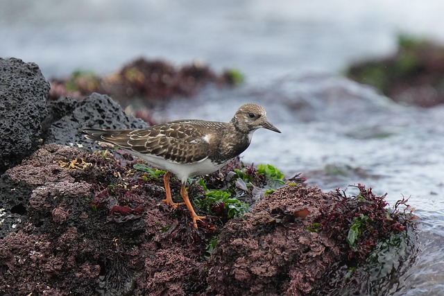 Where can I find affordable dental care in McAllen, TX