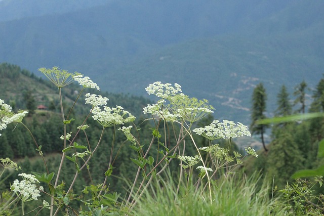 best dentist mcallen