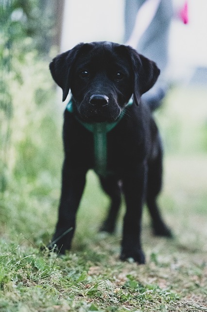 best orthodontist mcallen tx