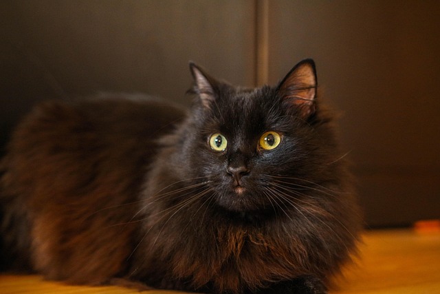 best orthodontist mcallen tx