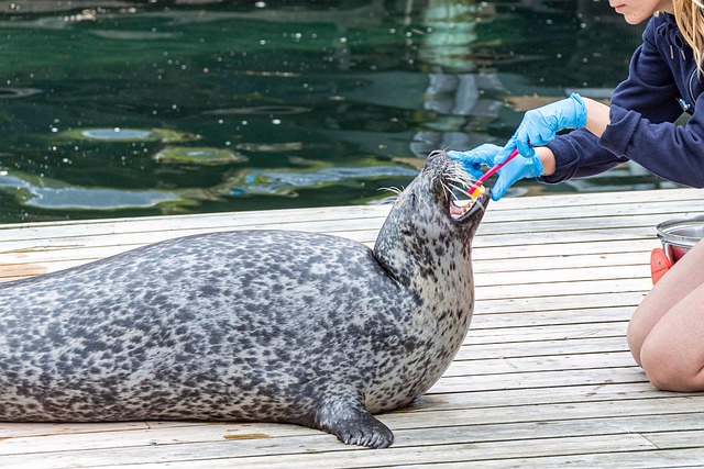 dental implants mcallen