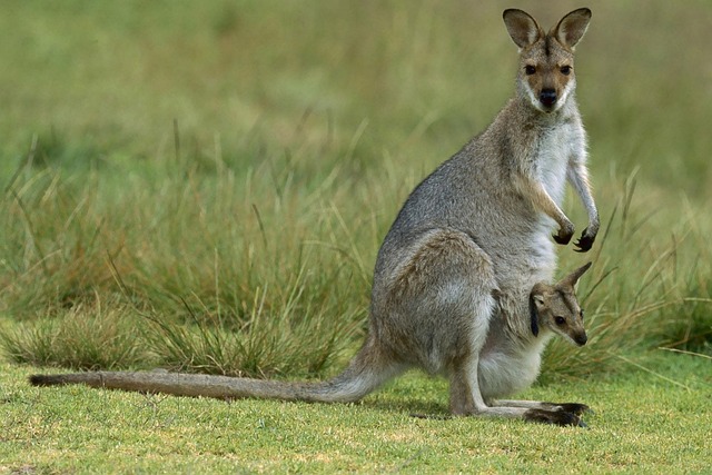 Dr. Joey Cazares: Multilingual Dental Care in McAllen