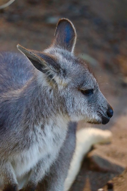 dr joey cazares mcallen