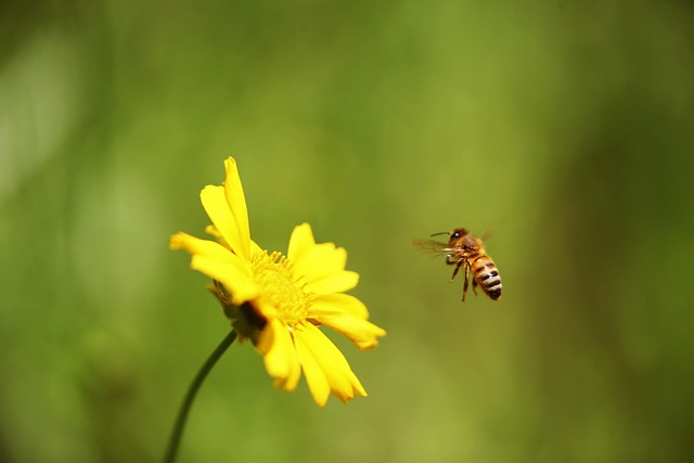 How do I find a family dentist in McAllen, Texas