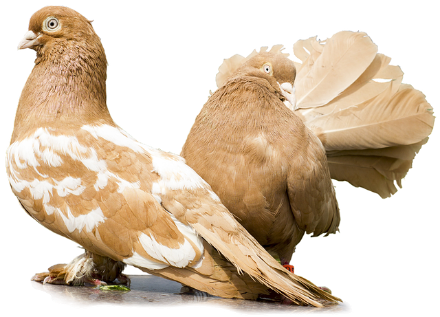 Why choose a local McAllen dentist over a corporate chain