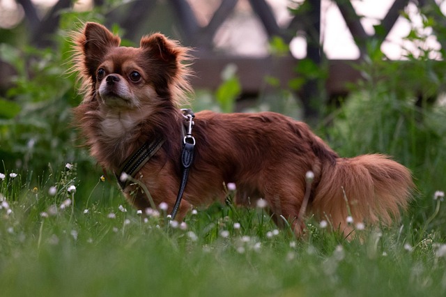 best orthodontist mcallen tx