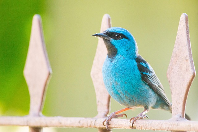 Can I get braces at a McAllen dentist office