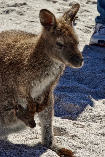 Dr. Joey Cazares McAllen