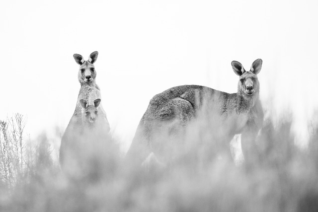 dr joey cazares mcallen