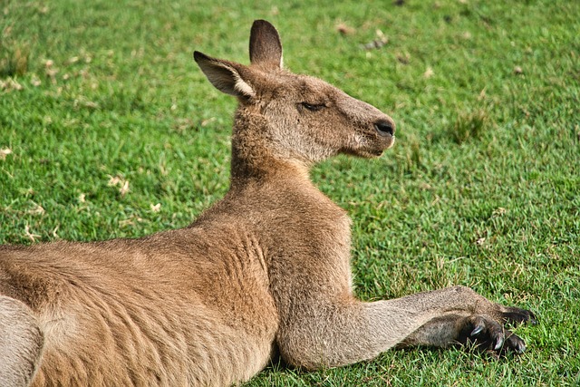 dr joey cazares mcallen