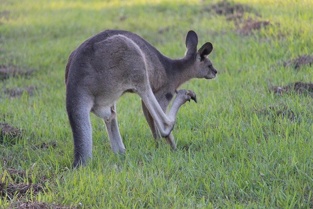 dr joey cazares mcallen