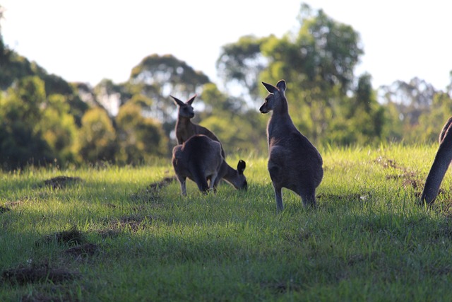 Dr. Joey Cazares McAllen