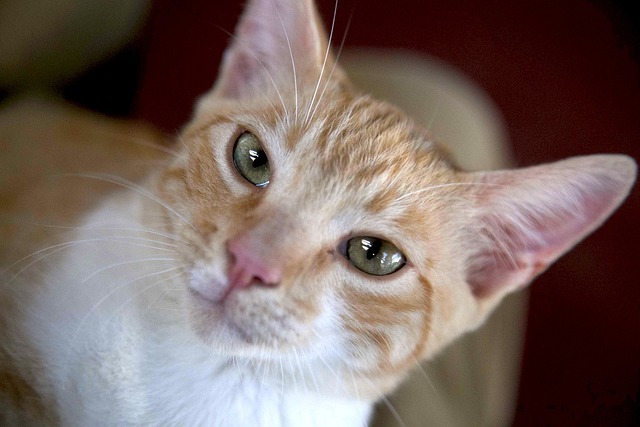 How do I choose the right dentist for my child in McAllen