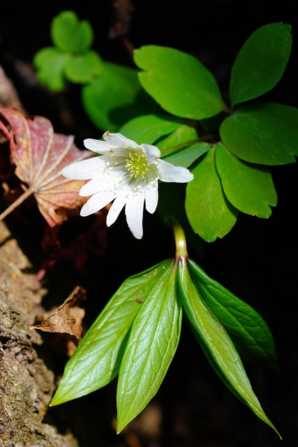 How do I find a family dentist in McAllen, Texas