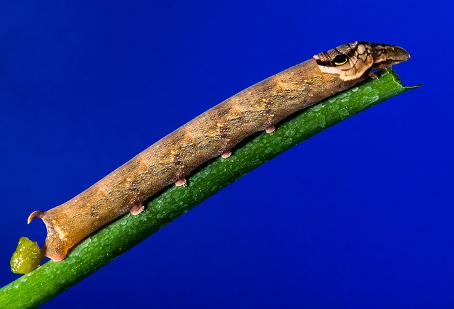 How much does a dental cleaning cost in McAllen